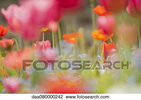 Wildflowers View Large Photo Image Stock Image - Wildflowers. Fotosearch