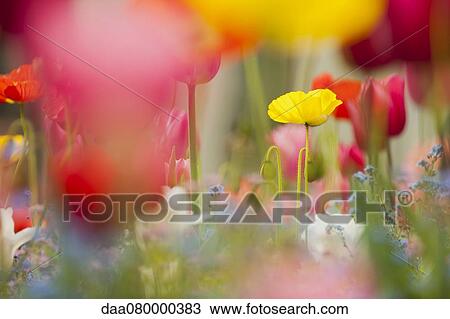 Wildflowers View Large Photo Image Stock Image - Wildflowers. Fotosearch