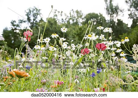 Stock Photograph - Wildflowers. Fotosearch