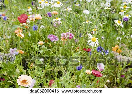 Wildflowers View Large Photo Image Stock Photography - Wildflowers. Fotosearch