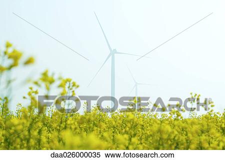 Wind turbines in field of colza, low angle view View Large Photo Image Stock Photography - Wind turbines in field of colza, low angle view. Fotosearch