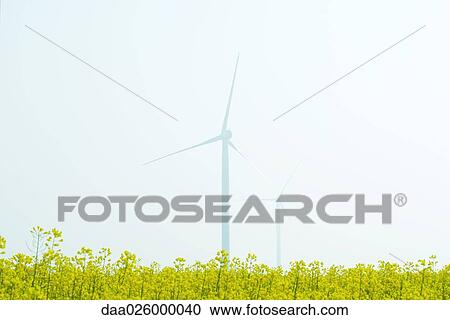 Wind turbines in field of colza, partially obscured by fog View Large Photo Image Stock Image - Wind turbines in field of colza, partially obscured by fog. Fotosearch