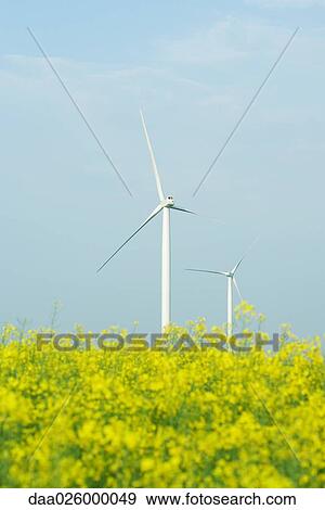 Wind turbines in field of colza View Large Photo Image Stock Photo - Wind turbines in field of colza. Fotosearch