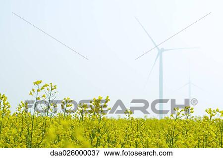 Wind turbines in field of flowers, low angle view View Large Photo Image Stock Photo - Wind turbines in field of flowers, low angle view. Fotosearch