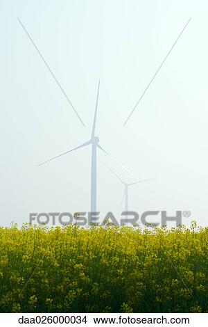 Wind turbines in field of flowers View Large Photo Image Picture - Wind turbines in field of flowers. Fotosearch