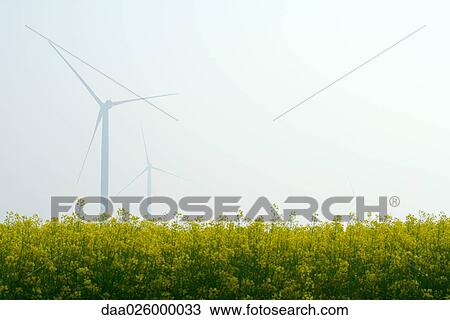 Wind turbines in field of flowers View Large Photo Image Stock Image - Wind turbines in field of flowers. Fotosearch