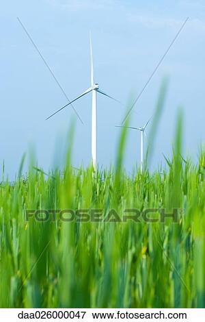 Wind turbines in field of tall grass, low angle view View Large Photo Image Stock Photo - Wind turbines in field of tall grass, low angle view. Fotosearch