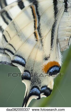 Wings of Zebra swallowtail butterfly View Large Photo Image Stock Photo - Wings of Zebra swallowtail butterfly. Fotosearch