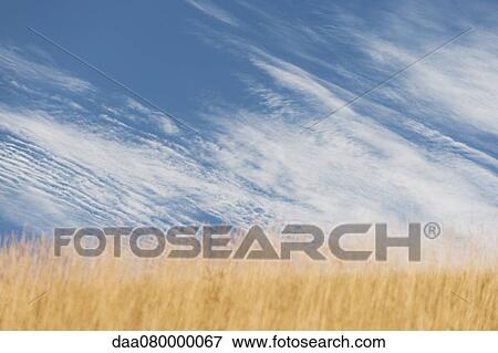 Stock Photo - Wispy cirrus clouds over wheatfield. Fotosearch