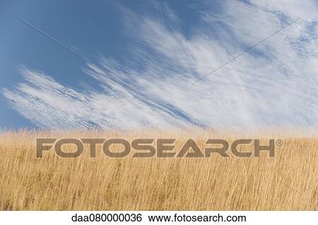 Wispy cirrus clouds over wheatfield View Large Photo Image Stock Photograph - Wispy cirrus clouds over wheatfield. Fotosearch