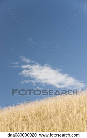 Stock Image - Wispy cloud over wheatfield. Fotosearch