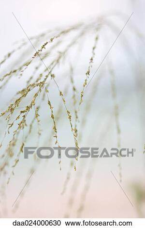 Stock Image - Wispy plant, cropped view. Fotosearch