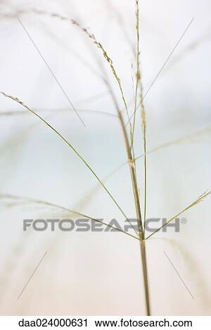 Wispy plant, cropped view View Large Photo Image Stock Image - Wispy plant, cropped view. Fotosearch
