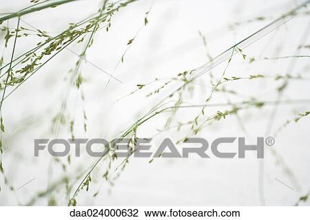 Wispy plant, cropped view View Large Photo Image Stock Image - Wispy plant, cropped view. Fotosearch