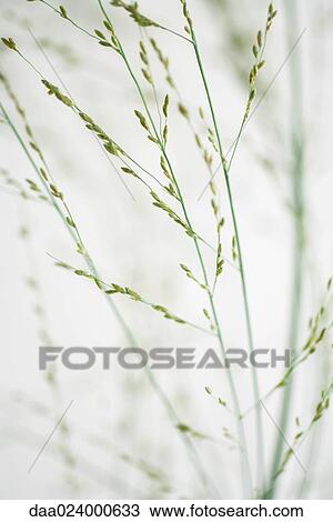 Stock Image - Wispy plant, cropped view. Fotosearch