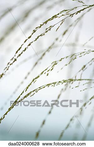 Wispy plant, cropped view View Large Photo Image Stock Photo - Wispy plant, cropped view. Fotosearch