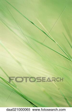 Wispy stems, green background View Large Photo Image Stock Photography - Wispy stems, green background. Fotosearch