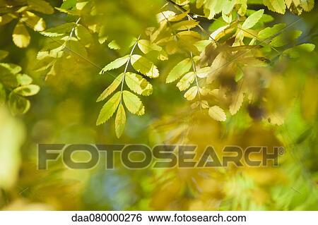 Stock Photograph - Wisteria foliage in autumn. Fotosearch