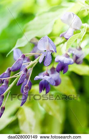Wisteria View Large Photo Image Stock Photo - Wisteria. Fotosearch