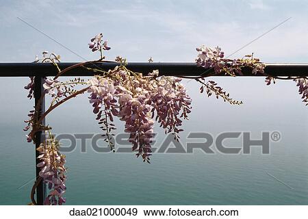 Wisteria vine growing on railing, sea in background View Large Photo Image Stock Photo - Wisteria vine growing on railing, sea in background. Fotosearch