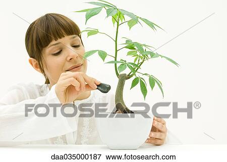 Stock Photo - Woman carefully placing stone at base of potted plant. Fotosearch