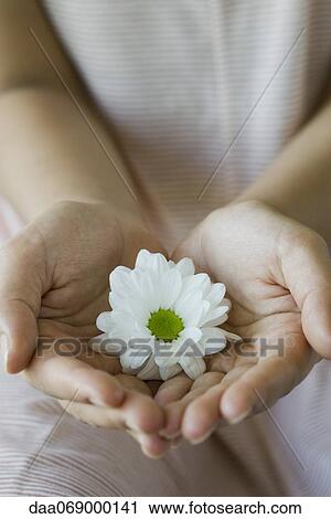 Woman holding daisy in cupped hands, cropped View Large Photo Image Stock Image - Woman holding daisy in cupped hands, cropped. Fotosearch