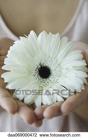 Stock Image - Woman holding gerbera daisy, cropped. Fotosearch
