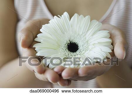 Stock Photograph - Woman holding gerbera daisy, cropped. Fotosearch