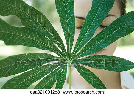 Woman holding up leaf of manioc, eyes closed, close-up View Large Photo Image Stock Photo - Woman holding up leaf of manioc, eyes closed, close-up. Fotosearch