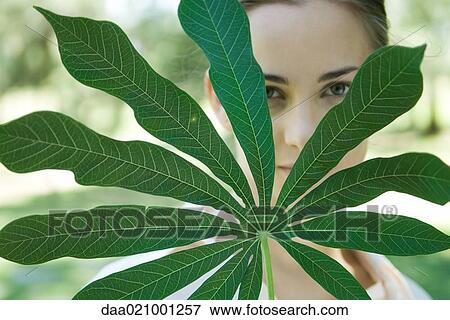 Woman looking through leaves of manioc branch, close-up View Large Photo Image Stock Photo - Woman looking through leaves of manioc branch, close-up. Fotosearch