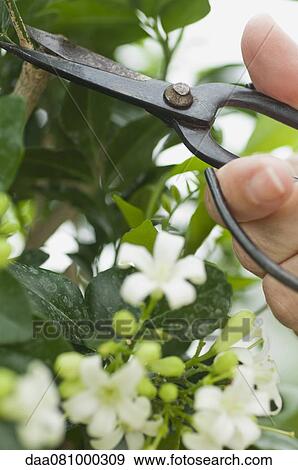 Woman pruning flowering shrub with pruning shears, cropped View Large Photo Image Stock Photo - Woman pruning flowering shrub with pruning shears, cropped. Fotosearch