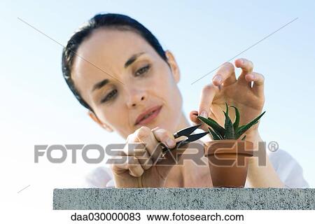 Stock Image - Woman pruning potted plant. Fotosearch