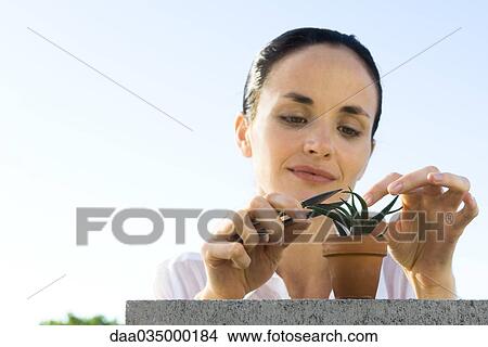 Woman pruning small potted aloe plant View Large Photo Image Picture - Woman pruning small potted aloe plant. Fotosearch