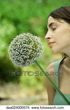 Woman smelling allium flower, eyes closed, profile View Large Photo Image Stock Photography - Woman smelling allium flower, eyes closed, profile. Fotosearch