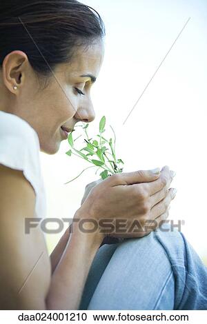 Stock Image - Woman smelling herbs, cropped view. Fotosearch