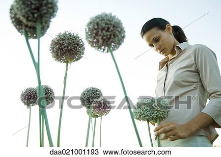 Woman standing with allium flowers View Large Photo Image Stock Image - Woman standing with allium flowers. Fotosearch