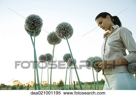Stock Photography - Woman standing with allium flowers. Fotosearch
