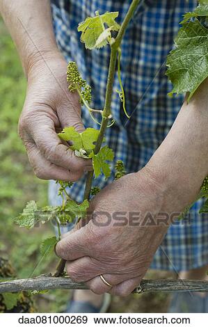 Woman tending to grapevine, cropped View Large Photo Image Stock Photo - Woman tending to grapevine, cropped. Fotosearch