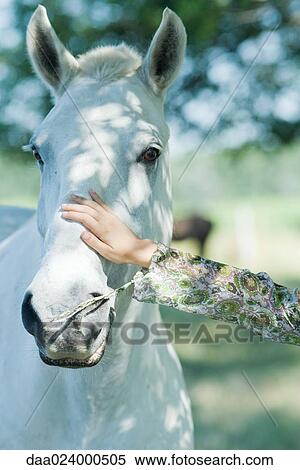 Woman touching horse, cropped view, close-up View Large Photo Image Stock Photography - Woman touching horse, cropped view, close-up. Fotosearch
