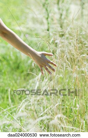 Stock Image - Woman touching tall weeds in field, close-up, cropped view. Fotosearch
