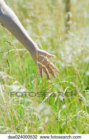 Stock Image - Woman touching tall weeds in field, close-up, cropped view. Fotosearch