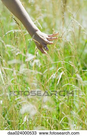 Stock Image - Woman touching tall weeds in field, close-up, cropped view. Fotosearch