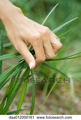 Stock Image - Woman's hand grasping handful of long grass. Fotosearch