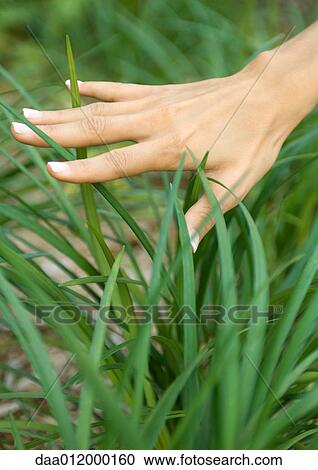 Woman's hand touching long grass View Large Photo Image Stock Image - Woman's hand touching long grass. Fotosearch
