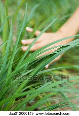 Stock Photo - Woman's hand touching long grass. Fotosearch
