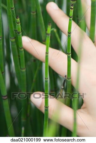 Stock Photo - Woman's hand touching rushes, extreme close-up. Fotosearch