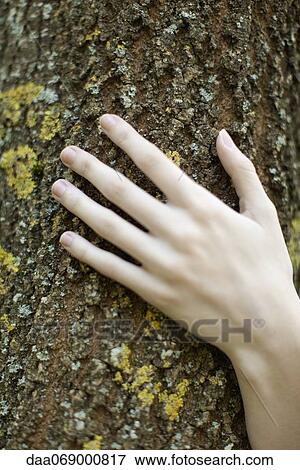 Stock Photo - Woman's hand touching tree bark, cropped. Fotosearch