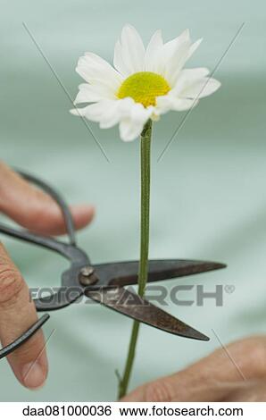 Woman's hands cutting daisy stem with pruning shears View Large Photo Image Stock Photograph - Woman's hands cutting daisy stem with pruning shears. Fotosearch