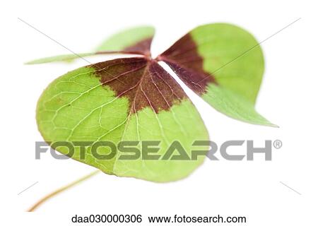 Wood sorrel, close-up View Large Photo Image Stock Photograph - Wood sorrel, close-up. Fotosearch