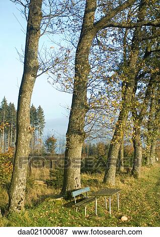 Wooden bench and table outdoors in rural area View Large Photo Image Stock Photo - Wooden bench and table outdoors in rural area. Fotosearch